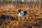 The beagle dog in sunny autumn forest