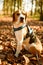 The beagle dog in sunny autumn forest. Alerted hound portrait. Listening to the woods sounds