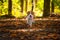 The beagle dog in sunny autumn forest. Alerted hound searching for scent and listening to the woods sounds