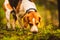 The beagle dog in sunny autumn forest. Alerted hound searching for scent and listening to the woods sounds