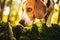 The beagle dog in sunny autumn forest. Alerted huond searching for scent and listening to the woods sounds