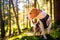 The beagle dog in sunny autumn forest. Alerted huond searching for scent and listening to the woods sounds