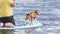Beagle dog surfing on a surfboard. Cute dog swimming on sup board