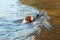 Beagle dog is swimming in the water