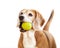 Beagle dog with tennis ball in chops