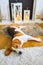 Beagle dog tired lying down on the carpet floor.