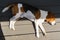 Beagle dog tired lying down on wooden deck floor, view from above. Canine background