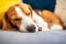 Beagle dog tired sleeps on a cozy couch. Adorable canine background