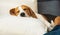 Beagle dog tired sleeps on a cozy sofa in fanny position