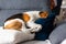 Beagle dog tired sleeps on a cozy sofa in fanny position