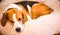 Beagle dog tired sleeps on a fluffy dog bed