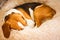 Beagle dog tired sleeps on a fluffy dog bed curled. Pet in home concept