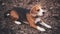 Beagle dog tricolor lying on the ground