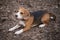 Beagle dog tricolor lying on the ground