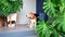 Beagle dog is waiting for someone in front the house, home garden house plant monstera.