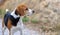 Beagle dog walking and sniffing a trail represented  with ears forward and very expressive look Bokeh background and side view