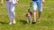 A beagle dog walks in the park next to people, their owners