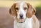 Beagle dog, Walton County Animal Shelter