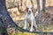 Beagle dog, Walton County Animal Shelter