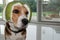 Beagle dog wearing a grapefruit skin