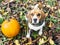 Beagle dog wearing striped scarf sitting on fallen leaves near pumpkin