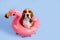 A beagle dog wearing sunglasses on an inflatable pink flamingo