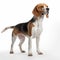 Beagle dog on white background