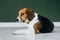 Beagle dog with a yellow collar sits on a white wooden floor. Tricolor dog looks sad.