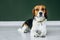 Beagle dog with a yellow collar sits on a white wooden floor. Tricolor dog looks sad.