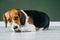 Beagle dog with a yellow collar sits on a white wooden floor. Tricolor dog looks sad.