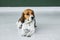 Beagle dog with a yellow collar sits on a white wooden floor. Tricolor dog looks sad.