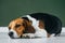 Beagle dog with a yellow collar sits on a white wooden floor. Tricolor dog looks sad.