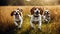 Beagle Dogs captured mid-frolic in open field. Bathed in the warm glow of natural sunlight. Playful moments