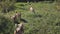 Beagle dogs look at camera on green grass yard aerial. Funny puppies run at lawn. Biodiversity