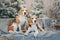 Beagle dogs in winter scenery with lights and Christmas trees. holiday, New Year, interior, christmas