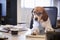 Beagle Dressed As Businessman Works At Desk On Computer