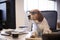 Beagle Dressed As Businessman Works At Desk On Computer