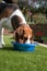 Beagle drinking from bowl