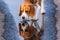 Beagle drinking from a puddle