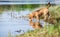 Beagle drinks water from the forest pond