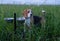 Beagle eats from a bowl on a green meadow at summer evening