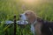 Beagle eats from a bowl on a green meadow at summer evening