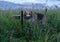 Beagle eats from a bowl on a green meadow at summer evening