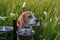 Beagle eats from a bowl on a green meadow at summer evening