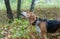 Beagle eats green grass in autumn Park
