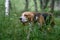 The Beagle eats the green grass in the forest