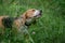 The Beagle eats the green grass in the forest