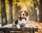 Beagle enjoying a peaceful autumn day on a park bench