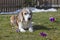 Beagle enjoying the spring sunshine