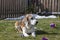 Beagle enjoying the spring sunshine